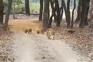 पेंच बाघ अभयारण्य में बाघिन टी-4 ने दिया चार शावकों को जन्म