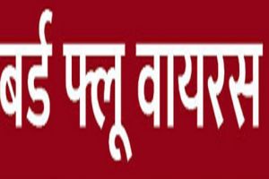 सरकारी मुर्गी पालन केन्द्र में बर्ड फ्लू का कहर......!,1800 मुर्गियों की मौत.....!