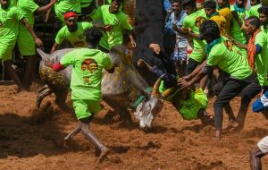  जल्लीकट्टू के दौरान 60 लोग घायल,  2000 पुलिसकर्मी तैनात