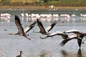 बंगाल अभयारण्य में प्रवासी पक्षियों की कम संख्या पर पक्षी निरीक्षकों ने जताई चिंता
