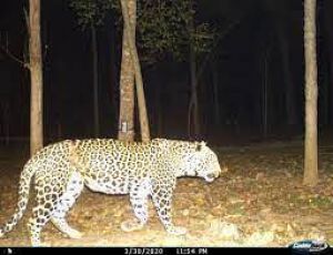 शिकारियों से घिरने के बाद घने जंगल में भाग तेंदुआ, मध्य प्रदेश के संजय टाइगर रिजर्व से मदद मांगी गयी