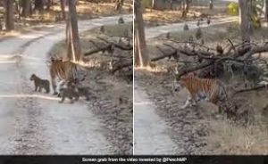 चार शावकों के साथ दिखी बाघिन