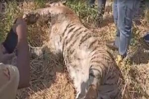 बाघिन की करंट लगने से मौत