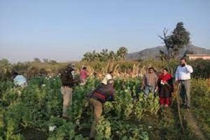 पुलिस ने 10 एकड़ में लगायी गयी अवैध अफीम की फसल को नष्ट किया