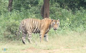 उच्चतम न्यायालय ने बाघ अभयारण्यों, राष्ट्रीय उद्यानों में निर्माण पर रोक लगायी