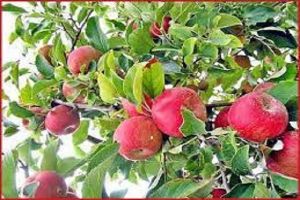 बागवानी परियोजना से वीरान पड़े खेतों में लहलहा रहे हैं फलों के पेड़ बागवानी परियोजना से वीरान पड़े खेतों में लहलहा रहे हैं फलों के पेड़