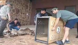  मप्र के कुनो पहुंचा 12 चीतों का दूसरा जत्था, पृथक बाड़े में छोड़े जाएंगे