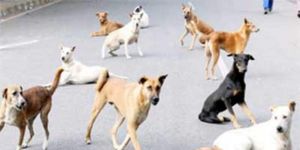 कुत्तों के काटने की घटनाएं बढ़ी, राजस्थान की एजेंसी करेंगी उनकी नसबंदी