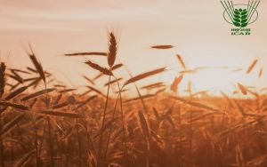 अब गेहूं की फसल पर नहीं होगा गर्मी का असर! भारतीय कृषि अनुसंधान परिषद ने विकसित की 3 नई किस्में 