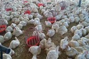 ‘बर्ड फ्लू' के प्रकोप के कारण लगभग 4,000 मुर्गियां, बत्तखें मारी जाएंगी