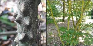  बसंतोत्सव में 'तिमरू' पर विशेष डाक आवरण जारी किया जाएगा