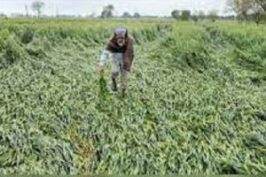 बेमौसम बारिश से रबी फसलों को कुछ नुकसान, राज्यों से रिपोर्ट मिलना बाकी: केंद्र