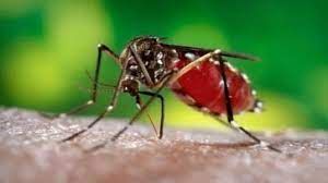 सितंबर में डेंगू के 6,146 मामले सामने आए