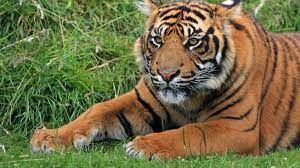  उत्तराखंड में 16 वर्षों में बाघों की संख्या 314 प्रतिशत बढ़ी: अधिकारी