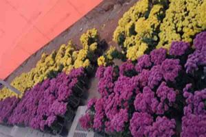 7500 पौधों से सजाया गया श्री राम जन्मभूमि परिसर 7500 पौधों से सजाया गया श्री राम जन्मभूमि परिसर