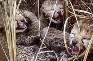  नामीबियाई मादा चीता ने चार शावकों को जन्म दिया है : केंद्रीय मंत्री भूपेंद्र यादव