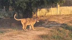 ट्रेन की चपेट में आई शेरनी की मौत, इस माह यह तीसरी घटना ट्रेन की चपेट में आई शेरनी की मौत, इस माह यह तीसरी घटना
