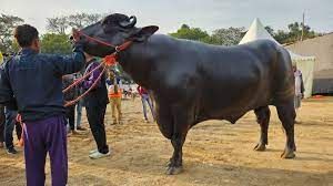  भैंसों पर रोजाना पांच हजार रुपये खर्च कर रही पुलिस