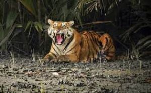 ओडिशा में बाघों की संख्या बढ़कर 30 हुई : मुख्यमंत्री पटनायक