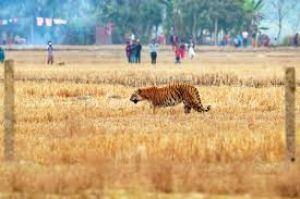 केंद्र ने आंध्र प्रदेश के बाघ गलियारे में सड़क परियोजना को हरी झंडी दी