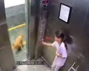 पालतू कुत्ते ने सोसायटी की लिफ्ट में लड़की को काटा