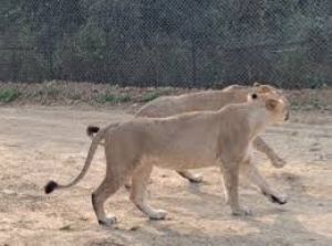 इटावा सफारी पार्क में शेरनी नीरजा ने चार शावकों को जन्म दिया