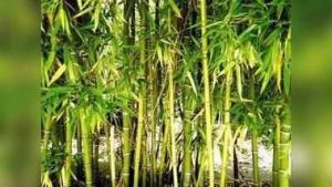 महाराष्ट्र विधानसभा चुनाव से पहले राज्य में लागू होगी बांस नीति