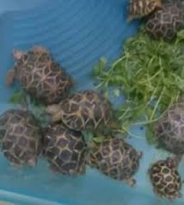 22 कछुए बरामद, एक तस्कर गिरफ्तार