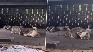   किसान के घर अचानक पहुंच गया शेरों का झुंड, गौशाला में बैठकर बारिश का लिया आनंद 