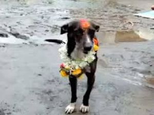 कुत्ता अकेला 250 किलोमीटर का सफर तय करके घर पहुंचा