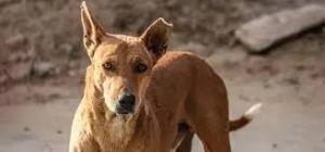 कुत्ते पर  ज्वलनशील पदार्थ फेंकने के अपराध में 70 वर्षीय व्यक्ति को एक साल की जेल