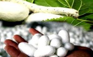 महिलाओं ने अनूठी पहल के माध्यम से किया ईरी रेशम कीट पालन महिलाओं ने अनूठी पहल के माध्यम से किया ईरी रेशम कीट पालन