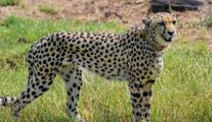 भारत लाए गए अफ्रीकी चीतों को जल्द ही जंगल में छोड़ा जाएगा