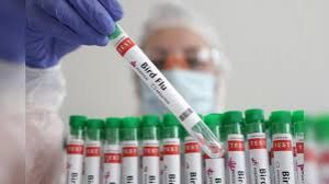 ओडिशा सरकार ने 11,700 मुर्गियों  को मारा, स्वास्थ्य विभाग ने जारी किया अलर्ट