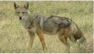 विशेषज्ञों को आशंका : कहीं बदला लेने के लिए तो हमले नहीं कर रहे भेड़िये