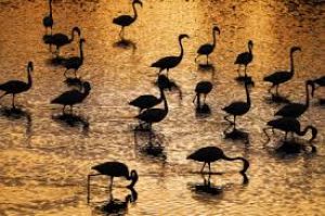 पक्षियों के लिए स्वर्ग बना गुजरात, सिर्फ देवभूमि द्वारका में मिली 456 प्रजातियां: रिपोर्ट पक्षियों के लिए स्वर्ग बना गुजरात, सिर्फ देवभूमि द्वारका में मिली 456 प्रजातियां: रिपोर्ट