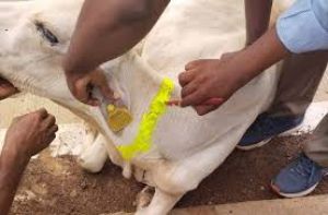 सड़क दुर्घटनाएं कम करने लिए आवारा पशुओं पर चमकने वाली पट्टी लगाई जाएगी