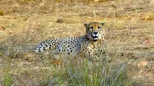 अफ्रीका से लाए गए चीतों को अक्टूबर के आखिर में जंगल में छोड़ा जाएगा