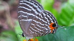 काजीरंगा राष्ट्रीय उद्यान में तितलियों की 446 प्रजातियां दर्ज की गईं काजीरंगा राष्ट्रीय उद्यान में तितलियों की 446 प्रजातियां दर्ज की गईं