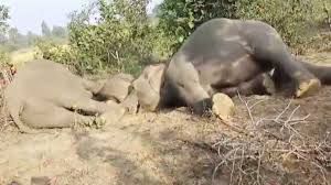  करंट लगने से तीन हाथियों की मौत