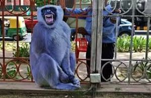 महाकुंभ में नैनी स्टेशन पर बंदरों से सुरक्षा के लिए लंगूरों का &lsquo;कटआउट' लगाया गया