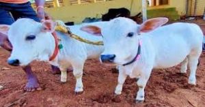  प्रयागराज में महाकुंभ मेले में देशी गोवंश नस्लों को प्रदर्शित करने की योजना