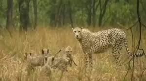 पांच और चीते बाड़ों से मुक्त, अब केएनपी में सात चीते जंगल में घूम रहे हैं