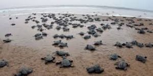 6.82 लाख से अधिक ओलिव रिडले कछुए अंडे देने पहुंचे