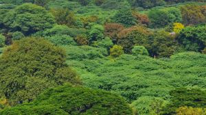 देश में वन क्षेत्र बढ़कर 25.17 फीसदी हुआ, सरकार के संरक्षण प्रयासों का बड़ा असर देश में वन क्षेत्र बढ़कर 25.17 फीसदी हुआ, सरकार के संरक्षण प्रयासों का बड़ा असर