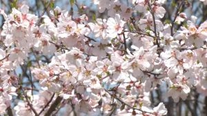 जम्मू-कश्मीर : बादाम के फूलों से गुलजार बादामवारी गार्डन पर्यटकों के लिए बना आकर्षण का केंद्र