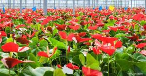  मिजोरम से एंथुरियम फूलों का सिंगापुर को पहला निर्यात, भारत की पुष्प-कृषि क्षमता को बढ़ावा