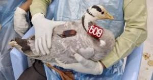 जीएसएम-जीपीएस ट्रांसमीटर लगे दोहरी धार वाले दो पक्षी बिहार से पहुंचे तिब्बत आर्द्रभूमि