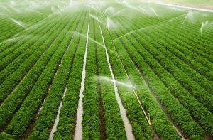 कैबिनेट ने सिंचाई योजना के लिए 1600 करोड़ रुपये मंजूर किए, किसानों को मिलेगा फायदा