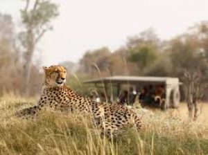 बोत्सवाना से दो चरणों में भारत लाए जाएंगे आठ चीते